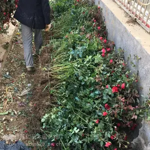 ����¼��������Ǯһ�ꡢ���ͼƬ��Ʒ��