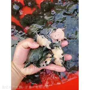 �ڻ������� ��ֳ�������� ӯ��ˮ�� ������ˮ��������Ӿ���