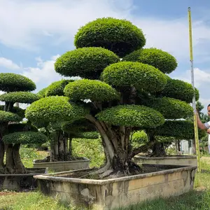 郑班长供应对节白蜡 造型景观树 耐寒植物 实时报价