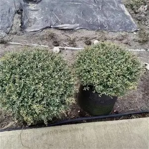 ���Գ��۶������� �����ȫ�ļ�����԰���̻��쾰������