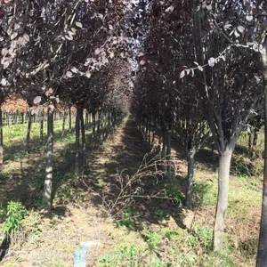陕西西安苗木基地价格行情