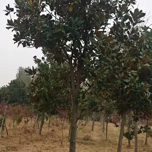 山东聊城阳谷县白玉兰生产基地批发出售,5公分红玉兰树苗厂家上车价格,玉兰产地供应商报价