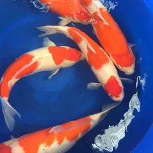 杭州锦鲤鱼、观赏鱼销售