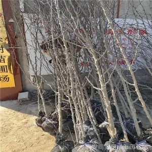 5����ʯ����۸� ����ʯ����ľ ����