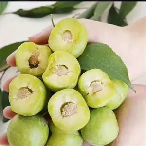 青脆李子苗_批发青脆李子苗_青脆李子苗2019年价格