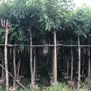 腊肠树产地供应商 2021年腊肠树价格***动态产地报价