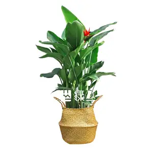 武汉植物盆栽 绿植花卉 绿丛园林北欧风天堂鸟 大厅摆放植物 耐荫植物