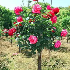 ���ݻ�����ľ�г� ���ݻ�ľ�г� �������Ի�ľ��ֲ���� �����̻���ľ�����г�