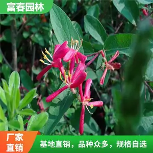 ��Ҷ�̶� �ر������� �������� ��̳���������ֲ