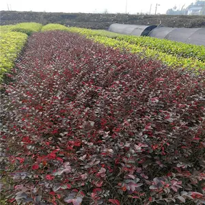 重庆彭水杜鹃杯苗基地质地优良