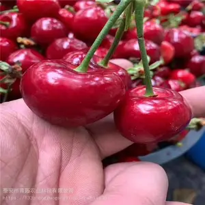 ӣ���� ����ӣ���� ̩��ӣ������۸����