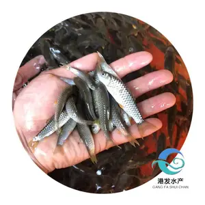 港发水产 淡水路亚鱼苗 支持视频选购 军鱼鱼苗苗场人工养殖 全国发货