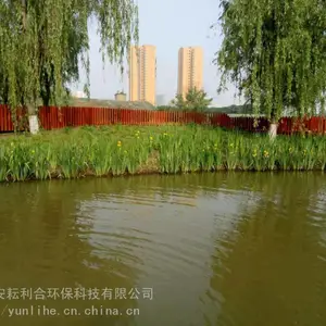 黄菖蒲 黄花鸢尾苗价格