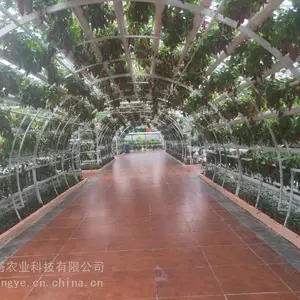无土栽培 立体蔬菜培育 水肥一体化 自动化程度高 培育种植效果好