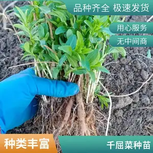 ǧ���� �� �ڷ�25���� �߶�40-50���� �����̻�