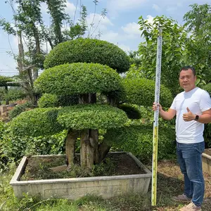精品造型对节白蜡 耐寒景观树 基地直发报价合理