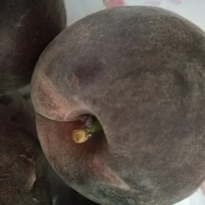 供应晚熟桃品种_黑桃_黑桃子的品种介绍