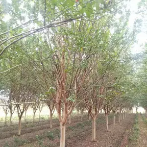 12������ޱ�۸� �Ͼ�����12���ֺ컨��ޱ��������
