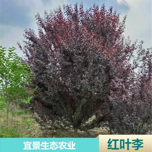 �����˾���̬�Ǽܺ�Ҷ�� ԰���̻��ͷ�֦��Ҷ��������