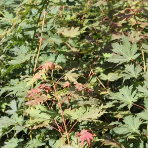 辽宁九角枫苗 绿化枫叶树苗 落叶乔木 1-5年生 基地直供
