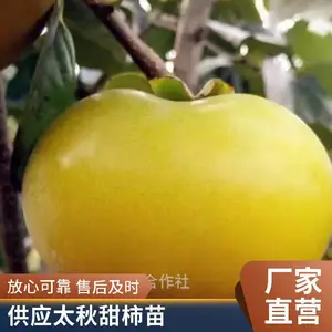 万亩田苗圃 柿子苗 太秋甜柿阳丰次郎富有牛心柿 阳丰甜柿 带土球发货
