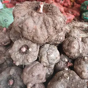 ����֪������ħ��ʵ���ļҿɿ������ڴ����̳��������ħ��