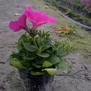 成都牵牛花苗批发 成都花卉苗木牵牛花 草花灌木牵牛花价格 四川牵牛花 名川园艺场低价出售牵牛花