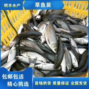 淡水养殖金草鱼苗 金丝鲩鱼苗 成品收价高做 刺身鱼苗供应