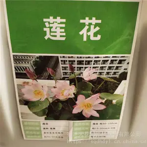 新采水生植物种籽 莲花种子 发芽率好 提供种植技术 支持快递发货
