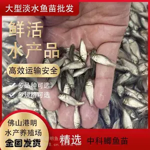 ����Բͷ��������ֳ -��ˮ���������紺�����ȹ�Ӧ-�ƽ�������***��
