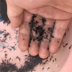 鲜活本地塘虱鱼苗_优质埃及胡子鲶鱼苗_池塘塘虱鱼苗报价