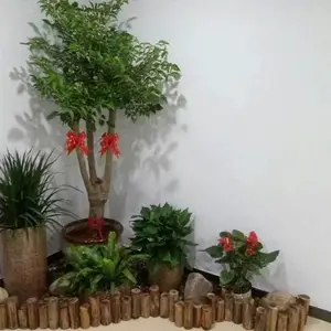 常州科教城绿植租赁 大学城花卉租摆 园区办公绿植盆栽批发零售
