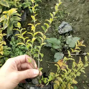 ��������Ů���� �� ���ع�Ӧ����Ů���� ������Ů��С��Ŷ1
