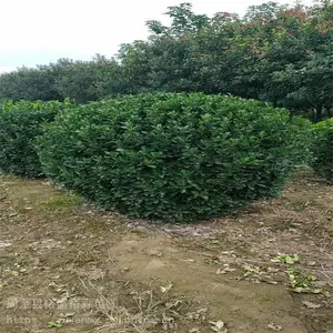 渭南大叶黄杨球120公分 绿化带苗木盆栽苗 冬青球1.5米