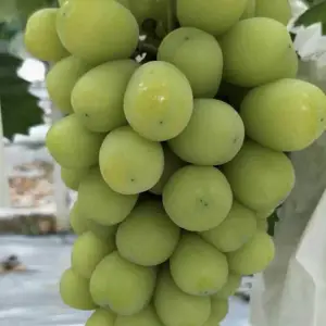�㽭С����������_����������õ����������_�ӽ����������г��۸�