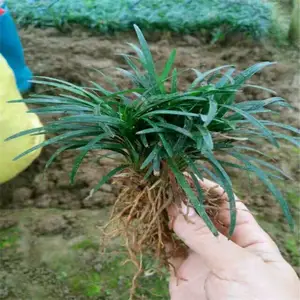 广西贺州杜鹃苗价格推陈出新