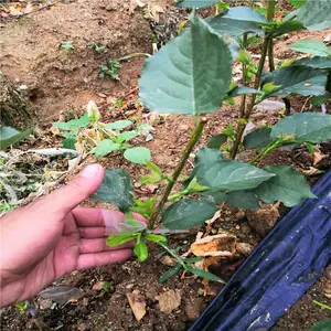 Y1ӣ����ľ�� Y-1ӣ����ľ��ô�� y1��ľ�뼪������ľ������