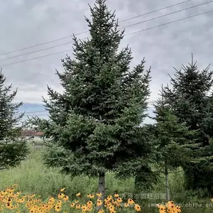 ʥ������ɼ1-8����ܷ��ɼ��Ƥ��֦��ɼ***��