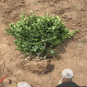 ����԰�� ��Ҷ����ë��Ӧ�� ��߻���ë�� ����***