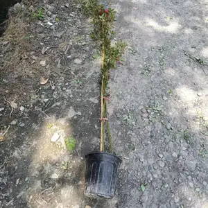 ��ľ���¼����� ���۵�1-4�׸��¼� �����¼����ڷ��� �ر��¼�