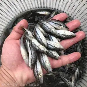 ***气养殖加州鲈 全国发货加州鲈鱼苗 ***成活率