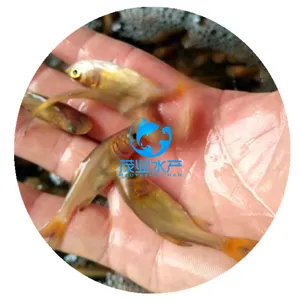 湖南岳阳金大头鱼苗/贵州凯里锦鲤鱼苗/福建莆田白鳝鱼苗批发