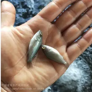 ��ѡ������ ��ʯ���������� ��������
