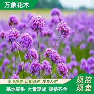 ����ľ ��Ҷ���޲� ϲ���� �ͺ�����ǿ ����Ч����