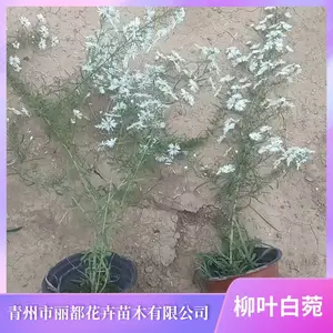宿根 柳叶白菀苗木基地 庭院花境耐寒多年生切花观赏花卉