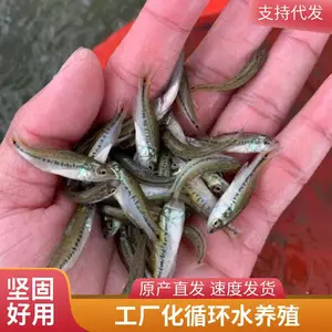 陕西宝鸡本地鲈鱼苗鲟鱼苗养殖场供应加州鲈鱼苗杂交鲟鱼苗