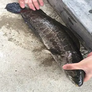 ��ũҵˮ�������������㶫��Զ���糡������ �������� �����˲������� ������