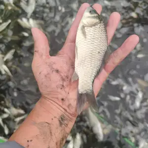 郑州白鲢苗 鲤鱼苗花鲢苗 草鱼苗 养什么鱼苗效益好 什么鱼苗好养