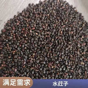 无硫原材料红花籽 原形态中药荭草实 正宗水荭子干品出售