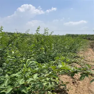 甘肃天水连翘苗供应商联系方式 3年生0.8公分以上药用连翘苗价格